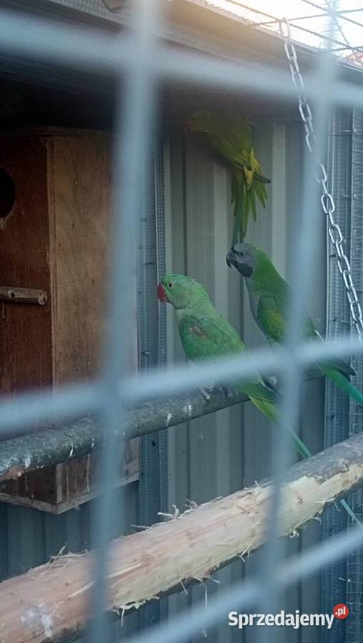 Aleksandretta Wieki i Chińska małopolskie Zator sprzedam