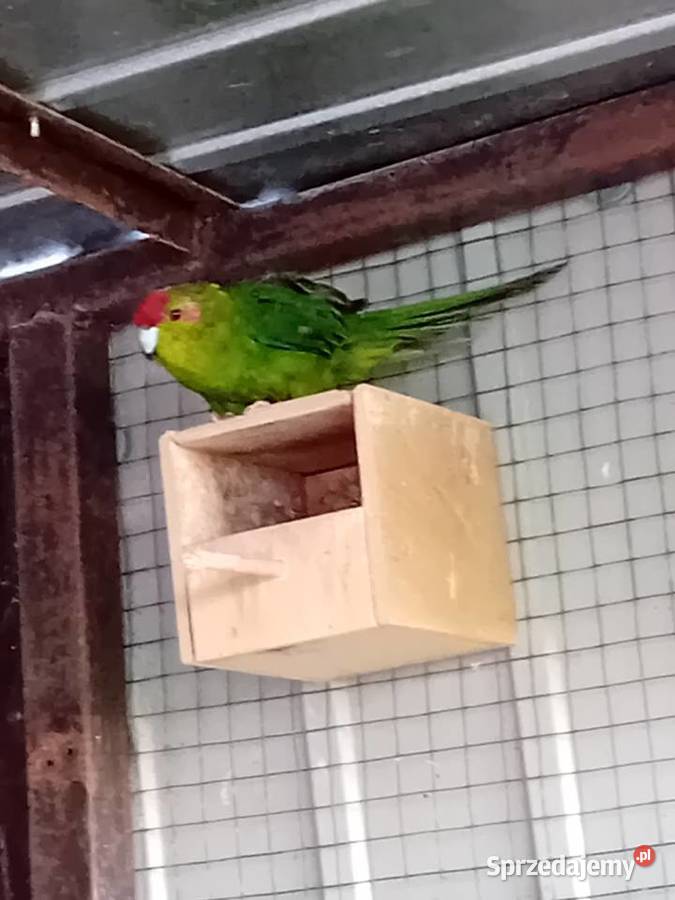 Papuga kozia modrolotka Siedlce