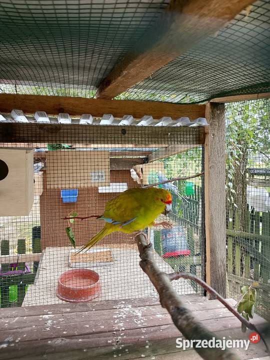 sprzedam samca modrolotki koziej podkarpackie Nowy Żmigród