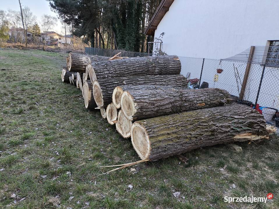 Topola tartaczna Biznes i Przemysł