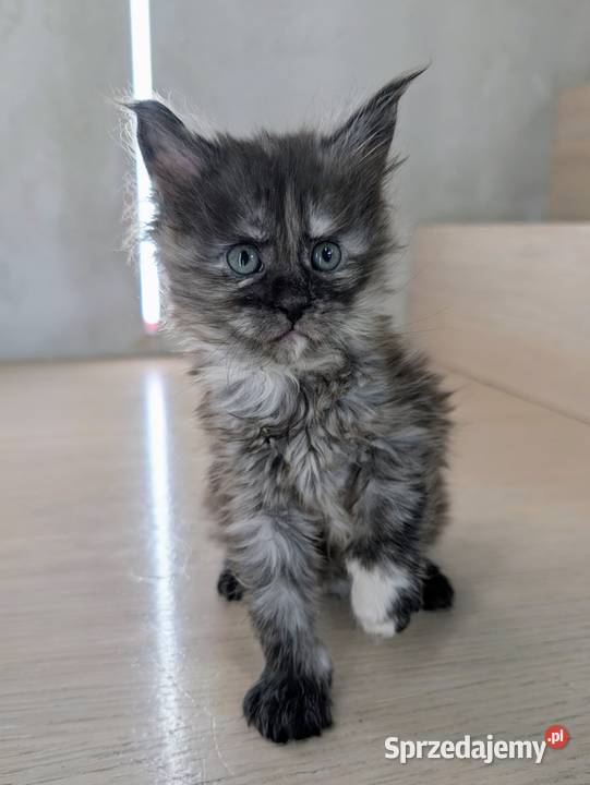 Kotka do hodowli Championach Radom