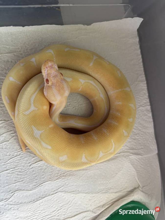 Pyton królewski albino spider Krasnystaw