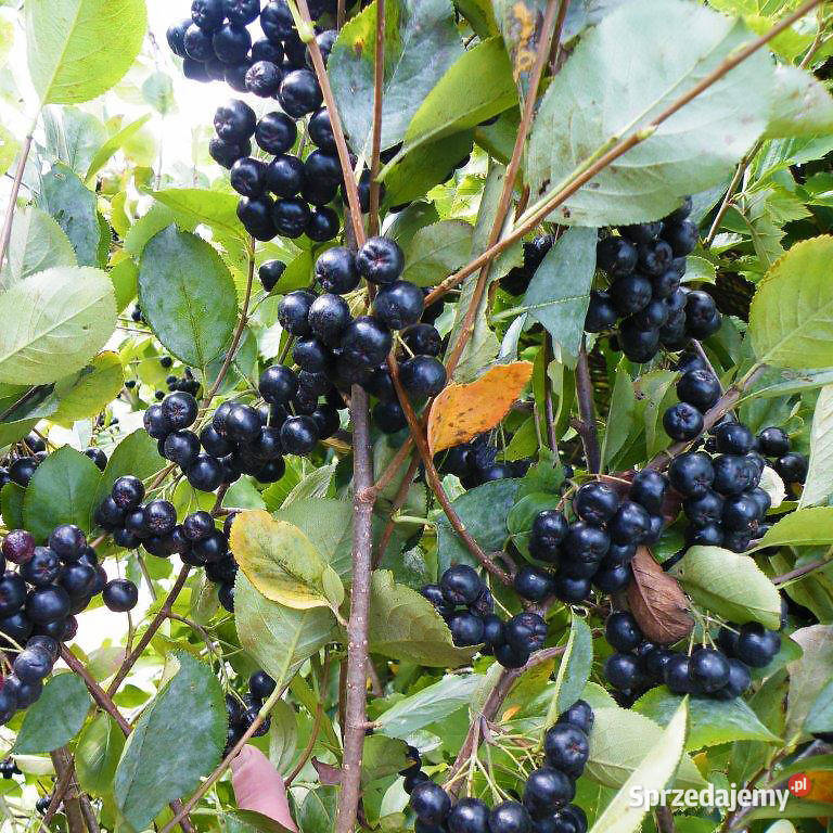 Aronia Sadzonki aronii Miododajne3 LETNIE Chojnice