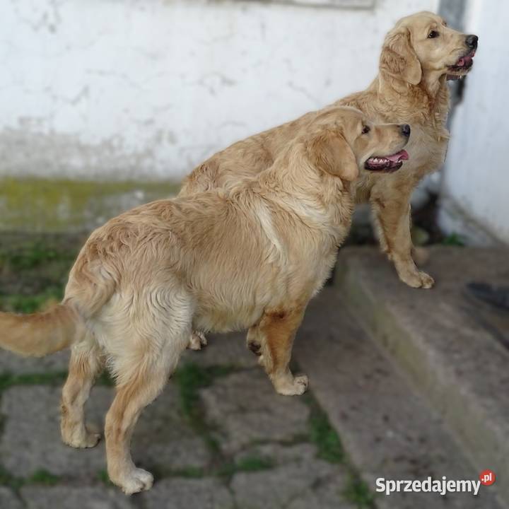 Golden retriever 6 miesięczne