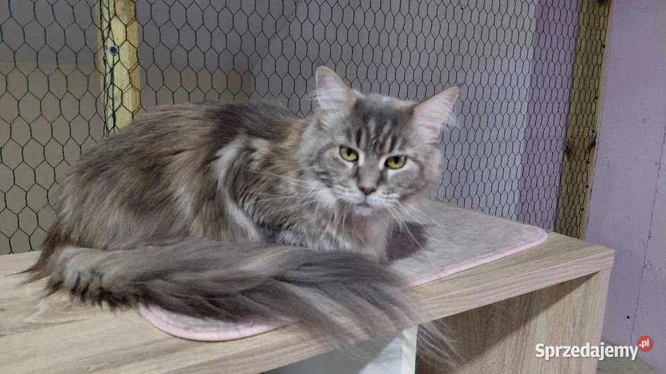 Kocurek Maine coon