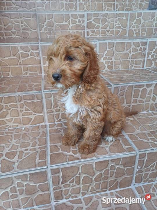 Cockapoo suczka hybryda f1 Starogard Gdański