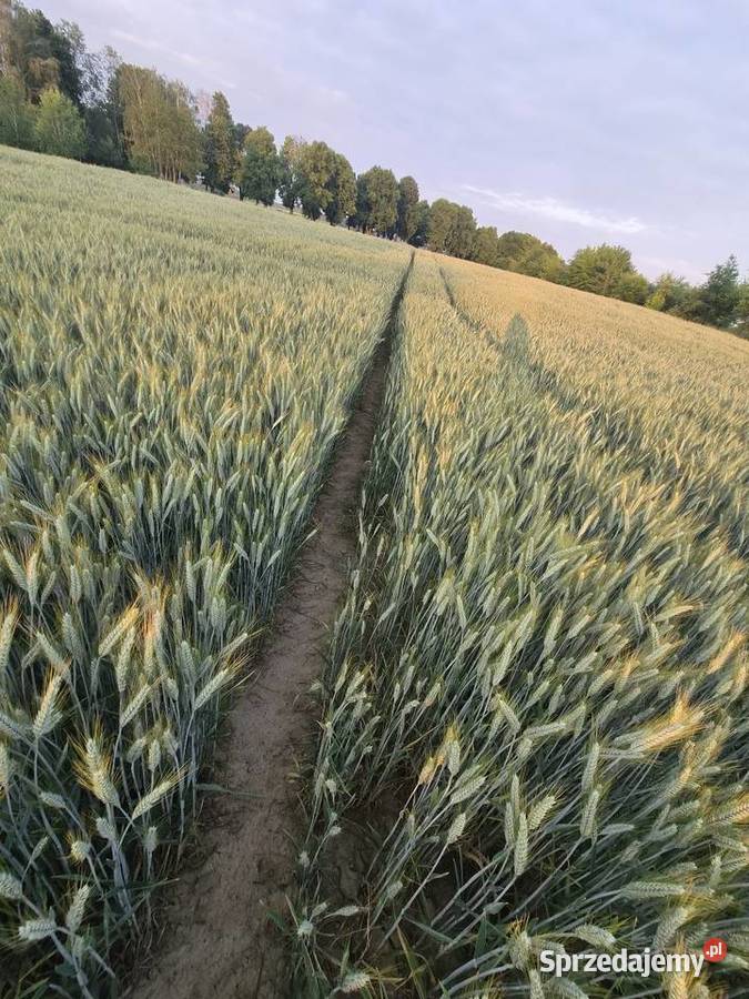 Pszenżyto SU ATLETUS bezpośrednio centrali Nowy Kawęczyn sprzedam