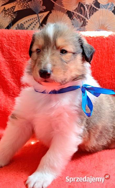 Owczarek szkocki Collie długowłosy szczeniaczki Owczarek Bełchatów sprzedam
