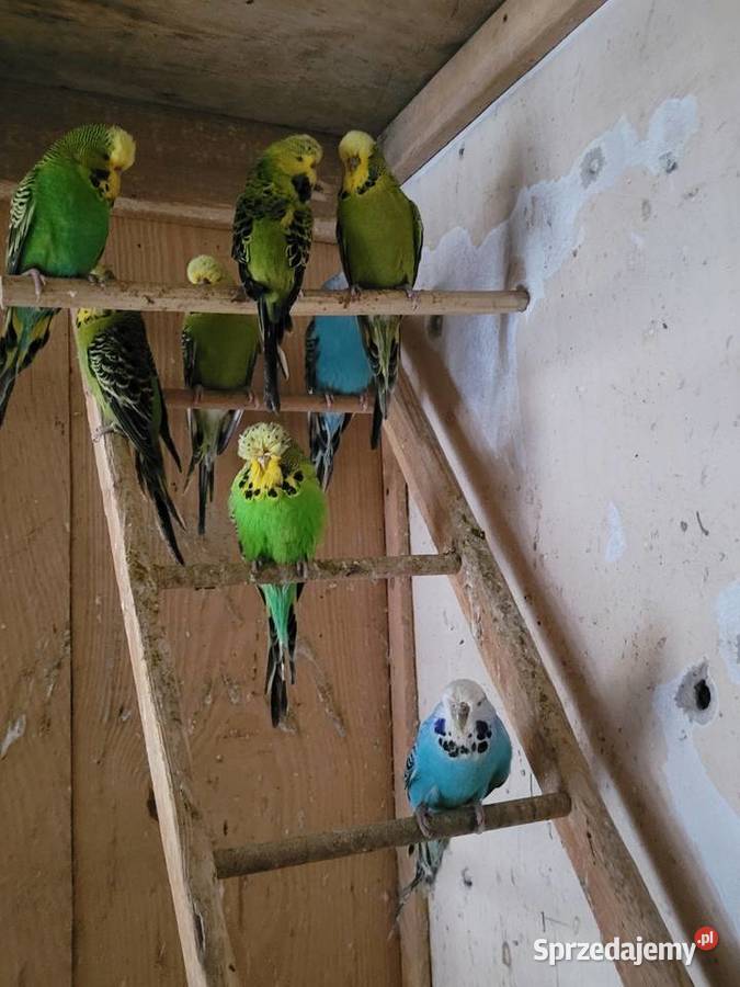 Papugi wpf Międzyrzecz