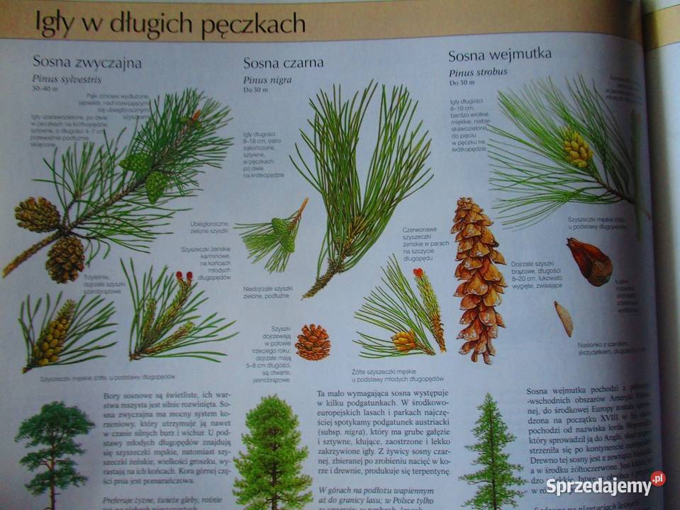 Rośliny lecznicze i przemysłowe klucz do Łódź