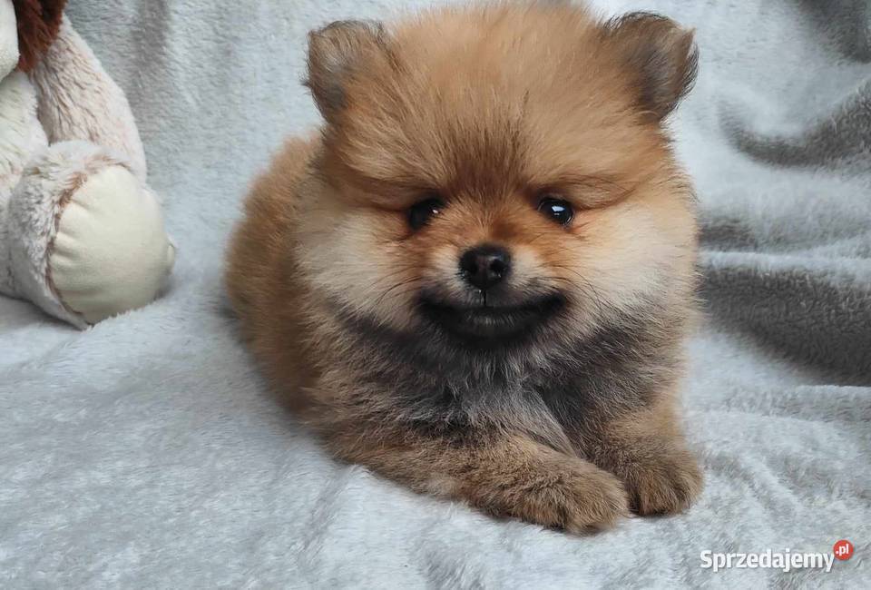 SZPIC MINIATUROWY POMERANIAN PIĘKNY CHŁOPAK łódzkie Janinów sprzedam