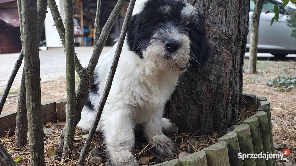 Suczka Polski Owczarek Nizinny Rodowód FCI Chotomów sprzedam