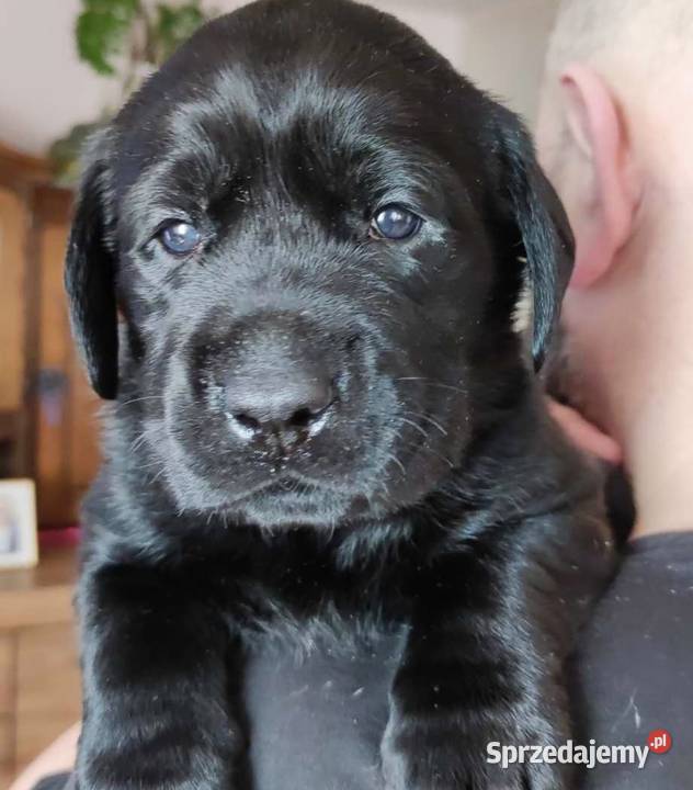 Labrador szczeniak czekolada oraz czarne