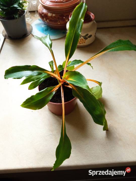 Piękne syngonium 10 Białystok sprzedam