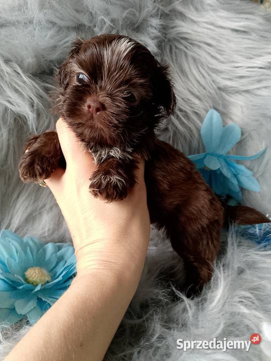 Śliczny piesek czekoladowy z białym rasy ShihTzu Shih Tzu Namysłów