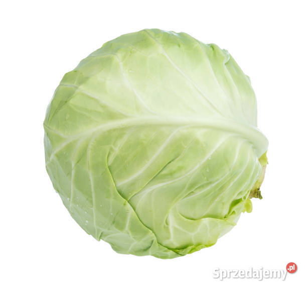 SPRZEDAM KAPUSTĘ PASZOWĄ MOŻLIWY TRANSPORT Tubądzin