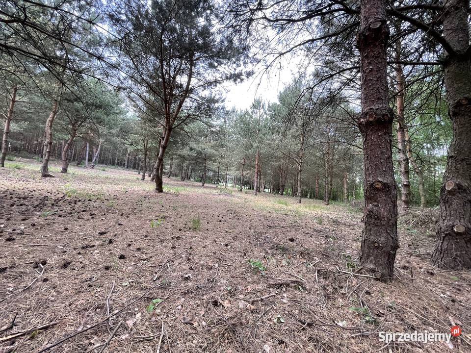 Działka z możliwością budowy domu 60 arów 6000m2 Sprzedaż Stanisławów sprzedam