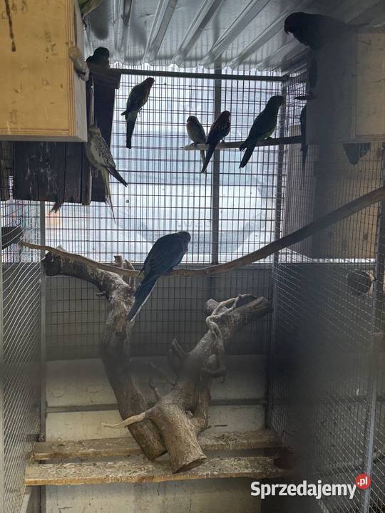 Sprzedam papugi Pawłowice sprzedam