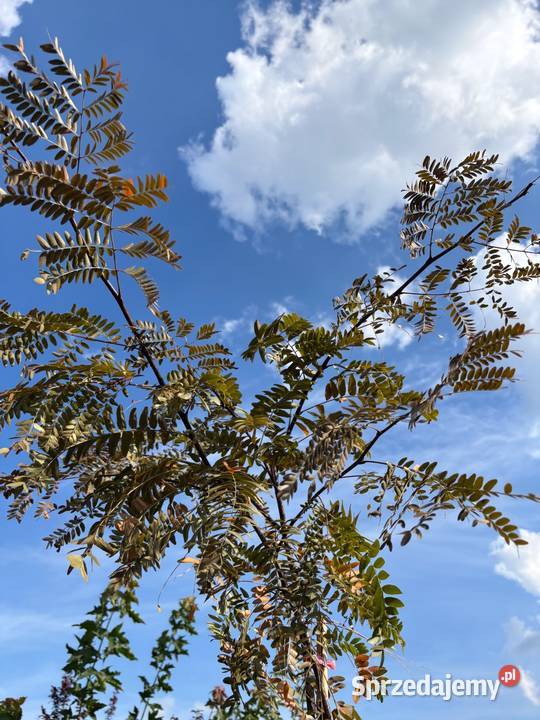 Glediczja trójcierniowa Rubylace Sunburst 230 wielkopolskie Sompolno