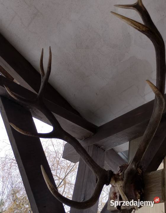 Sprzedam poroża z jelenia Ostrów Lubelski