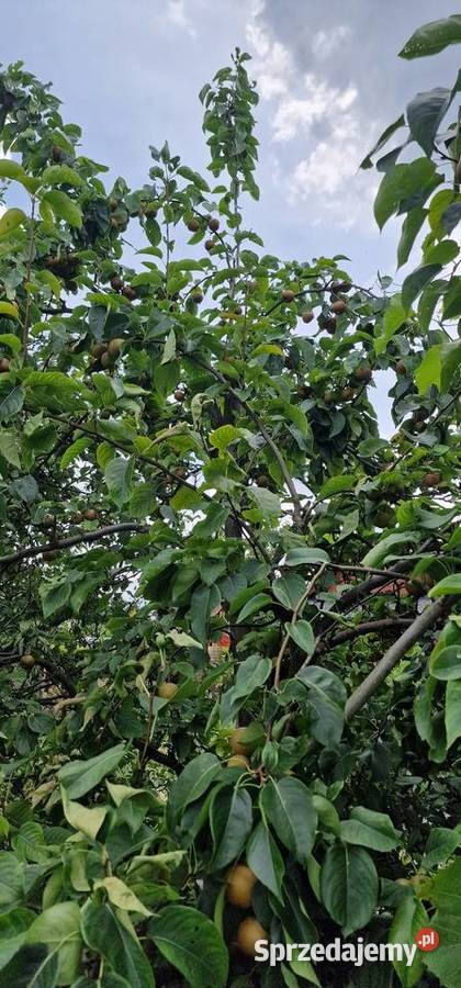 Sprzedam działkę rekreacyjna ROD stare stawy 162zł/m2 Oświęcim