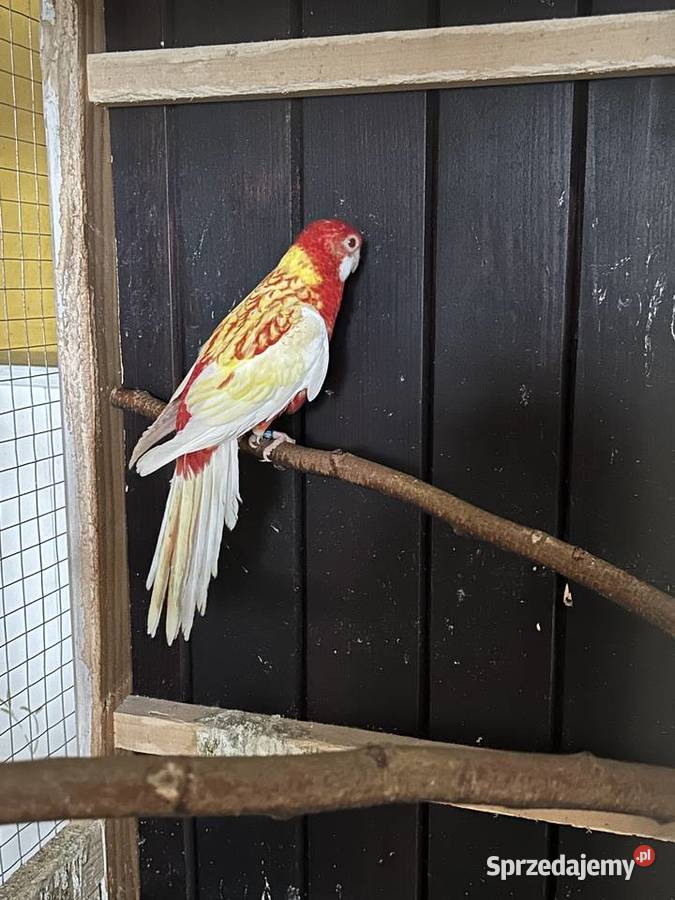 Papuga Rozella Białolica Podolsze