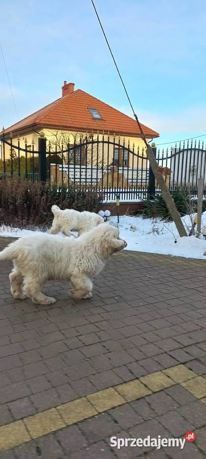 Owczarek podhalański szczeniaki Michów