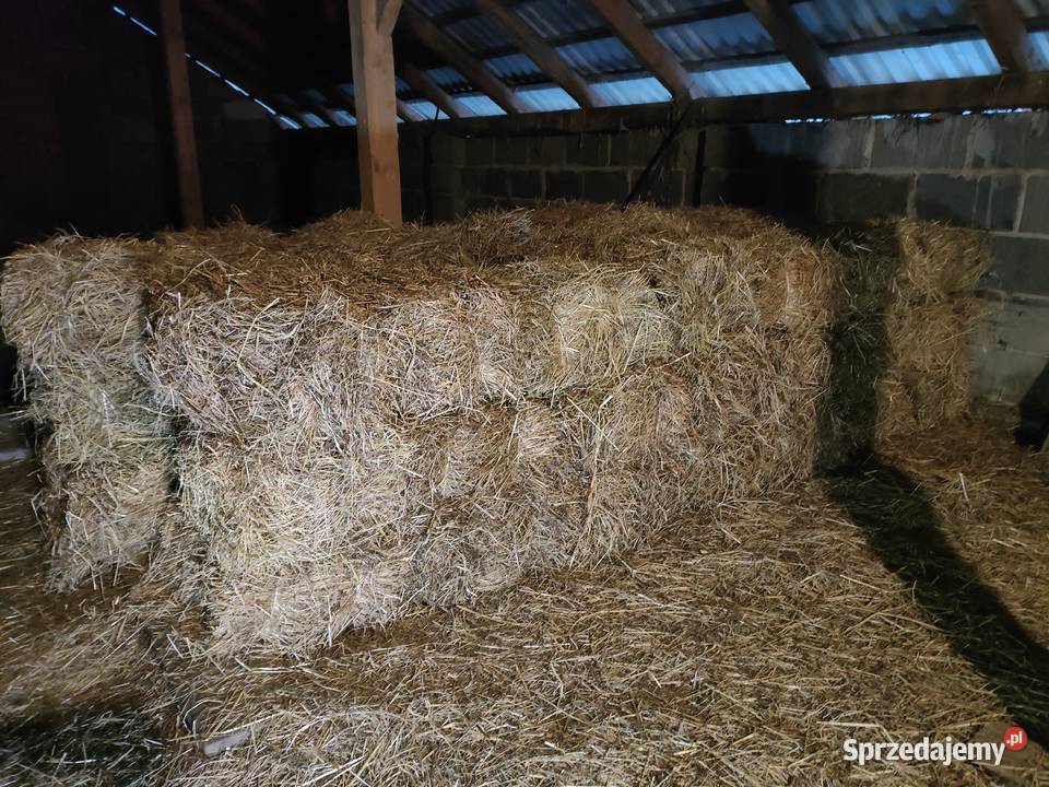 Siano kostki w kostkach Gliny Małe