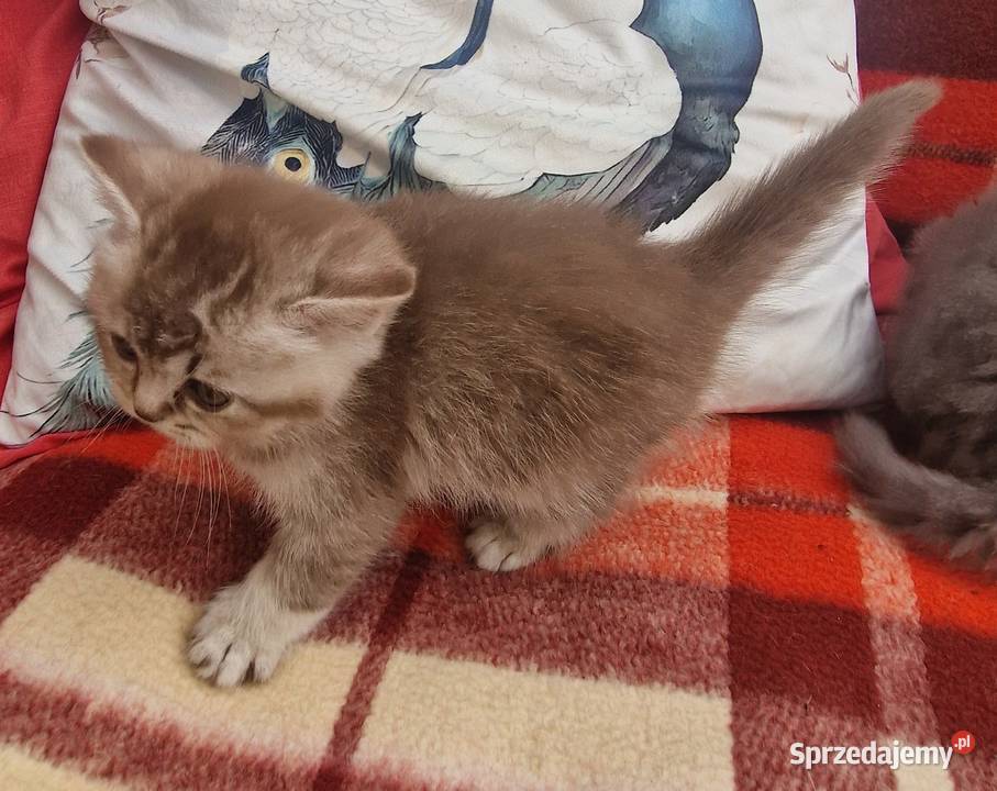 Brytyjskie Brytyjski