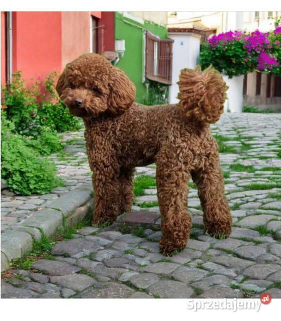 Pudel miniaturowy toy