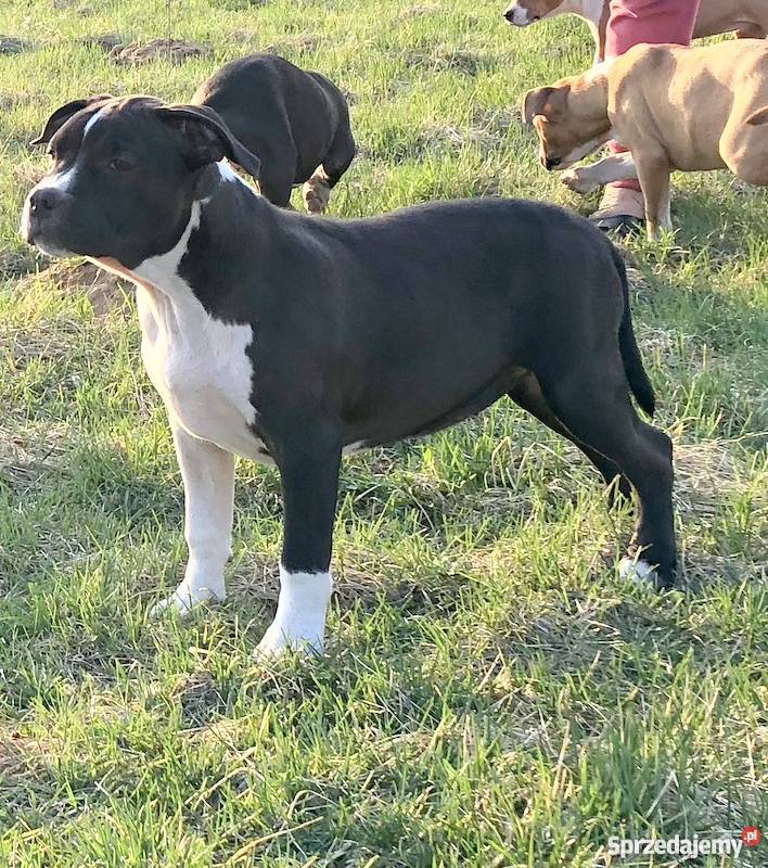 piękne szczenięta american staffordshire terrier Rozdziały