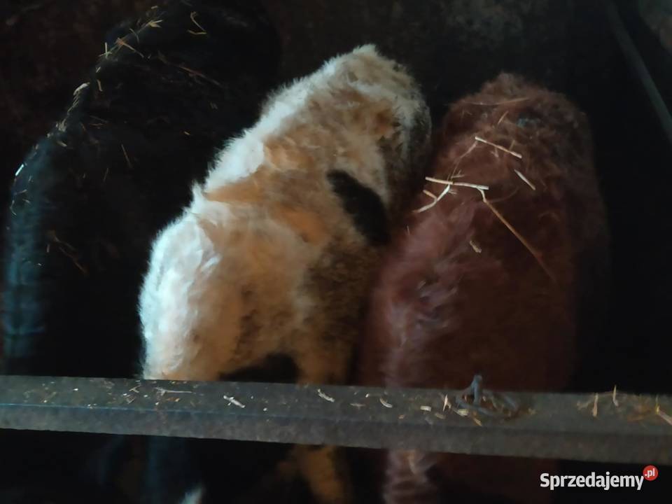 sprzedam 3 jałówki Baćkowice sprzedam