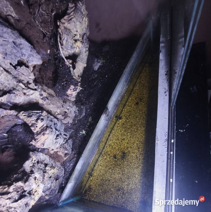 TerrariumPaludarium z odgrodzoną częścią wodną Bartniczka