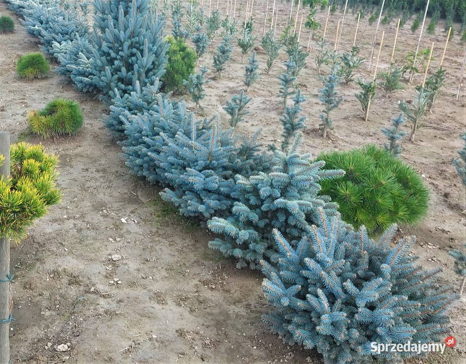 Świerk kłujący Glauka Globosa Średnica 100120 Skała