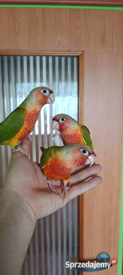 Ręcznie karmione rudosterki z papierami i dna na