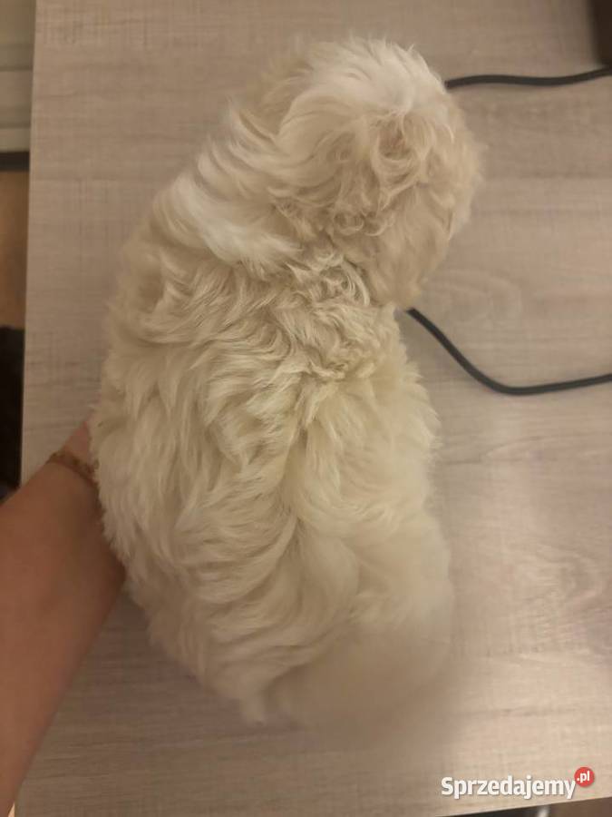 Maltipoo piesek biszkoptowy F1