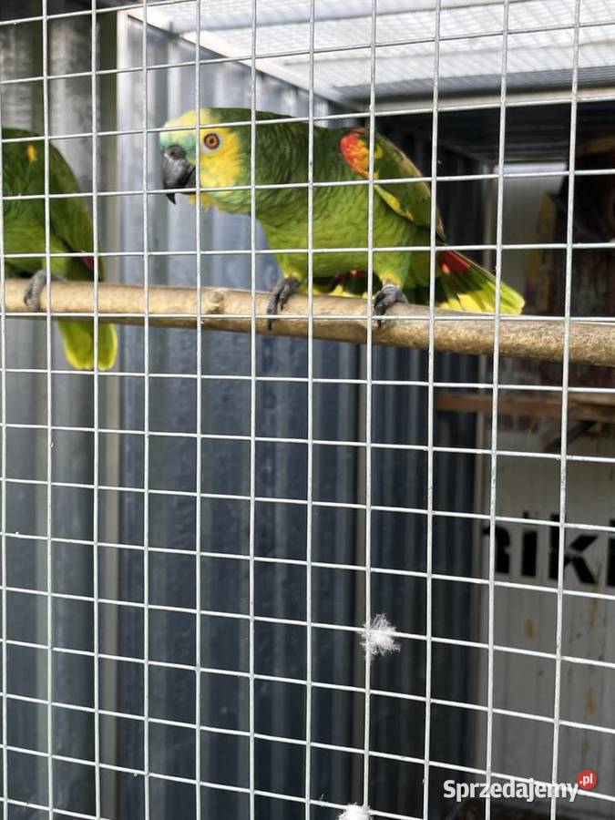 Amazonki Niebieskoczelne 23 letnie Kędzierzyn-Koźle