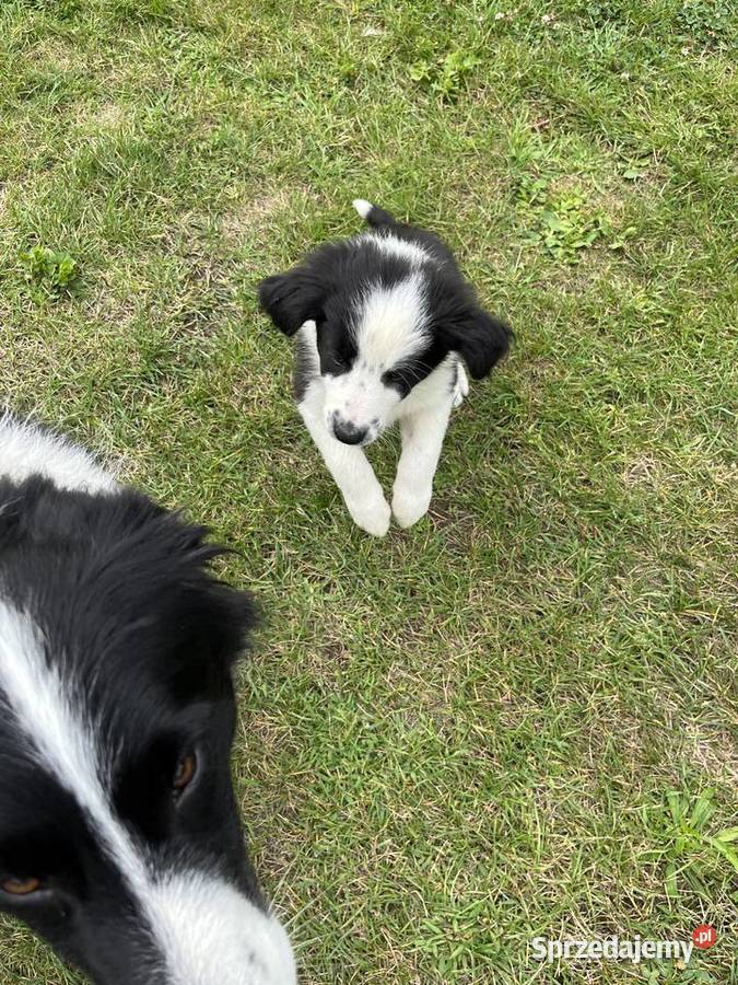 Border Collie szczeniaki Mielec