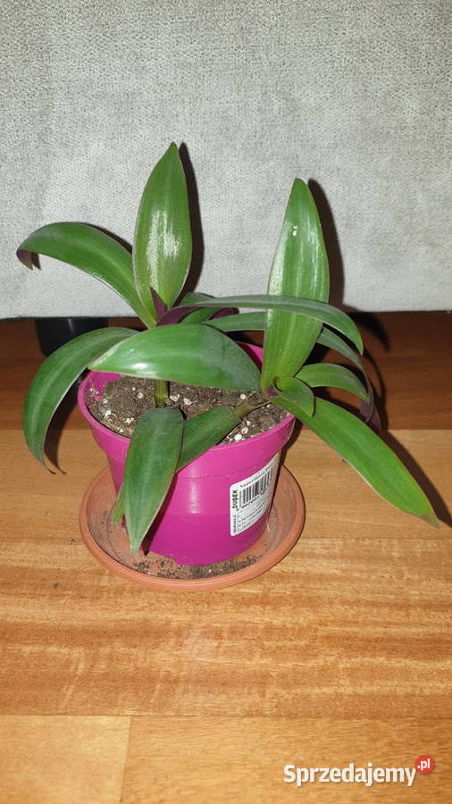 Trzykrotka reo meksykańskie 2 sadzonki w Warszawa