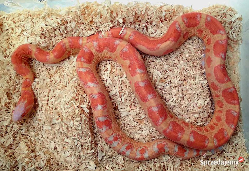 Wąż zbożowy węże zbożowe zbożówka SCALELESS bez Zwierzęta Warszawa