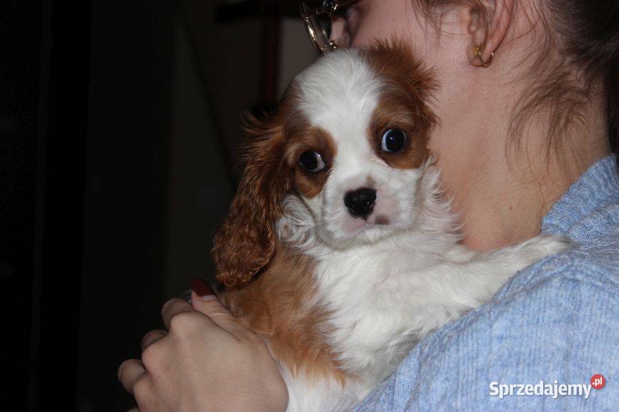 Cavalier King Charles Spaniel szczeniaczki ZKwP