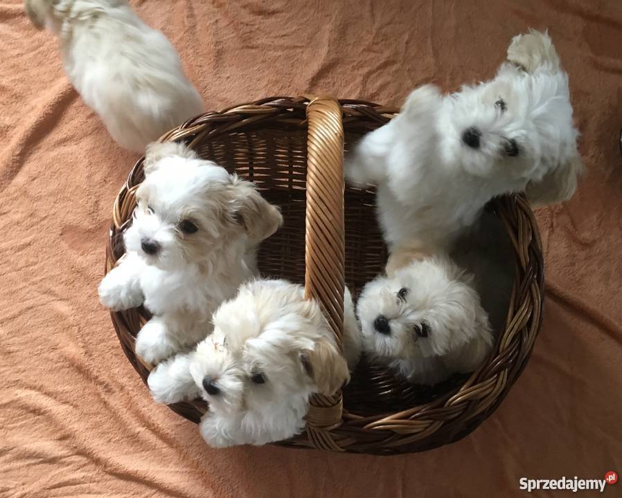 Hawańczyk Maltańczyk Tarnowo Podgórne