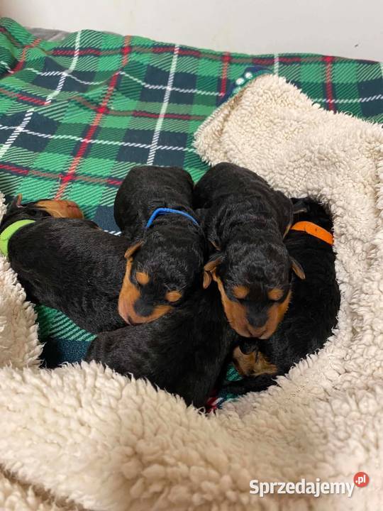 Airedale Terrier szczenięta ZKwPFCI Mogilno