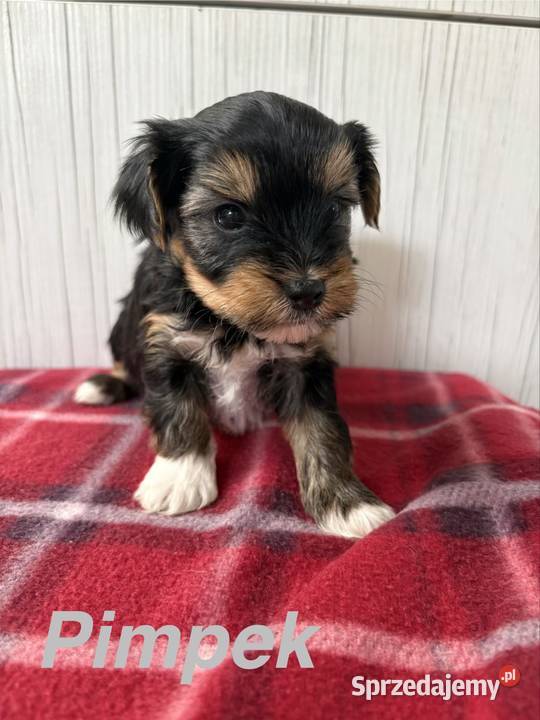 Do Rezerwacji Pimpek Yorkshire Terrier Biewer Konin