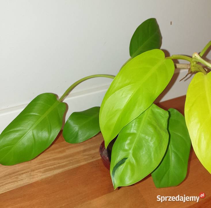 Filodendron philodendron lemon lime Warszawa