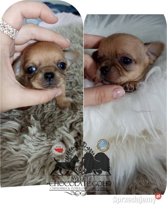 Chihuahua mikro sunia beżowa krótkowłosa pełny Bełchatów sprzedam
