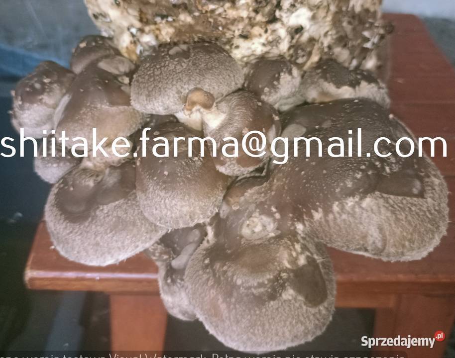 Shiitake świeże grzyby Tarnów