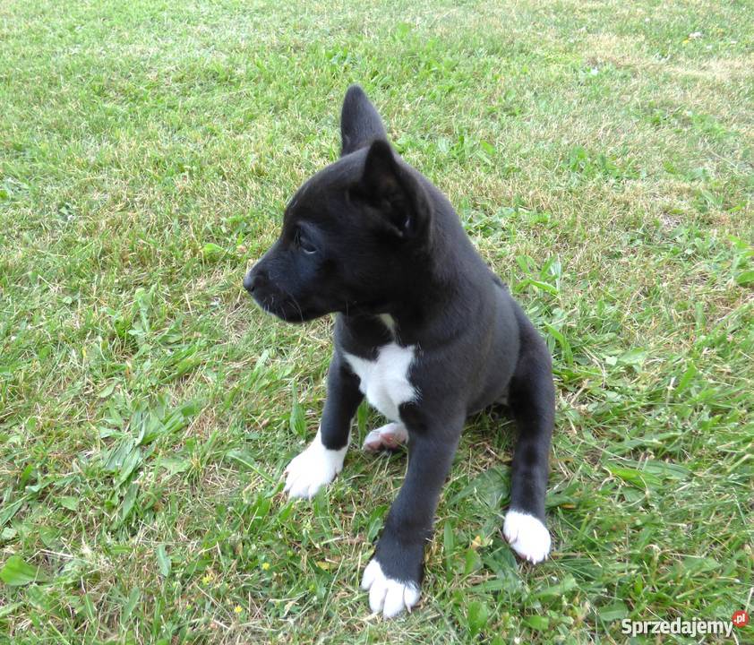 Basenji szczenięta do odbioru pod koniec czerwca Pabianice