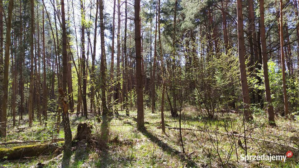 Sprzedam 2 działki w lesie 7687m2 sprzedam