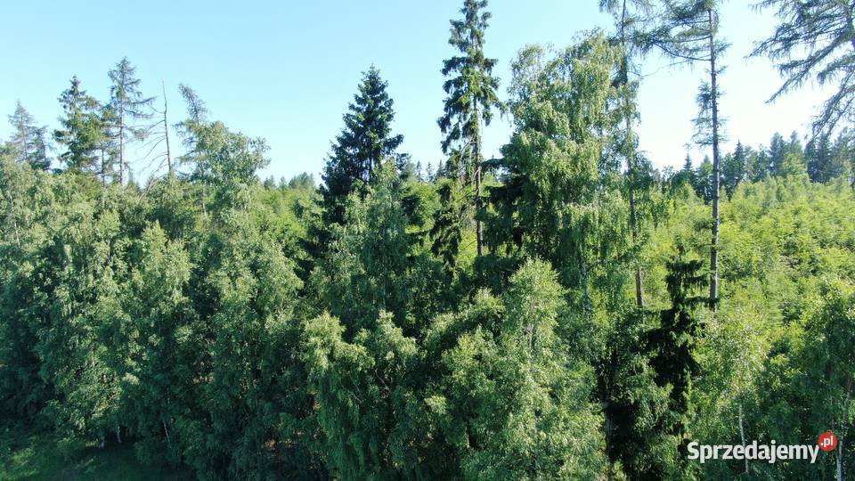 Działka budowlana Polanica Zdrój1000m2 prąd na Polanica-Zdrój